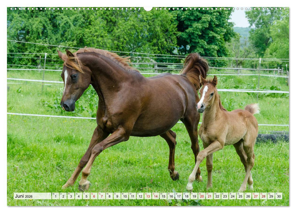 Edle Pferde - ausgelassen und unbeschwert (CALVENDO Wandkalender 2026)