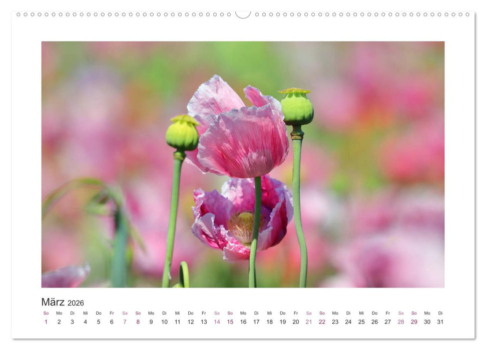 Mohn, Blütenzauber in Rosa, Pink und Weiß (CALVENDO Wandkalender 2026)