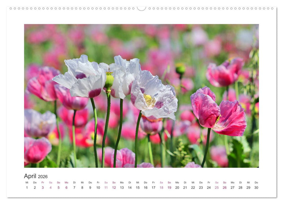 Mohn, Blütenzauber in Rosa, Pink und Weiß (CALVENDO Wandkalender 2026)