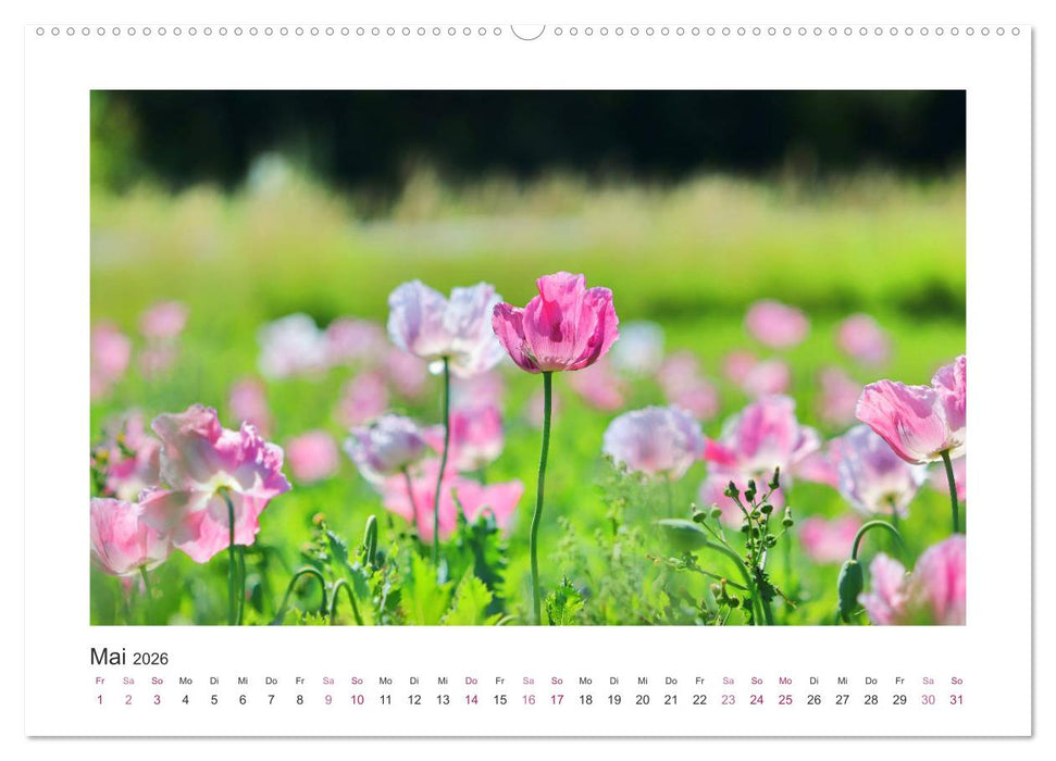 Mohn, Blütenzauber in Rosa, Pink und Weiß (CALVENDO Wandkalender 2026)