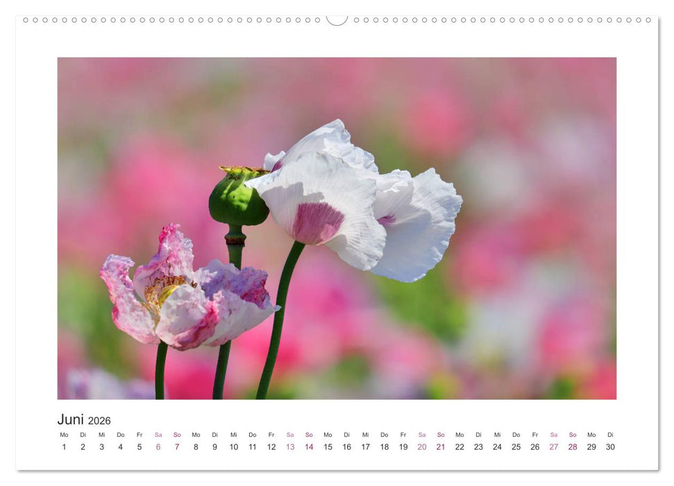 Mohn, Blütenzauber in Rosa, Pink und Weiß (CALVENDO Wandkalender 2026)