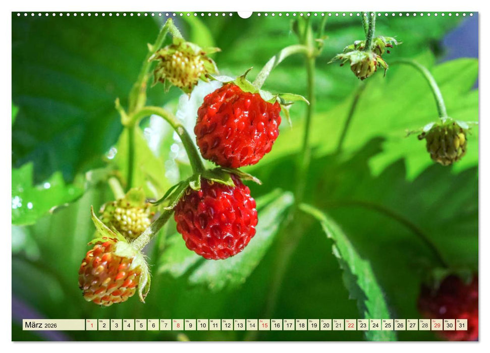 Essbare Wildfrüchte. Aromatische Köstlichkeiten aus der Natur (CALVENDO Wandkalender 2026)
