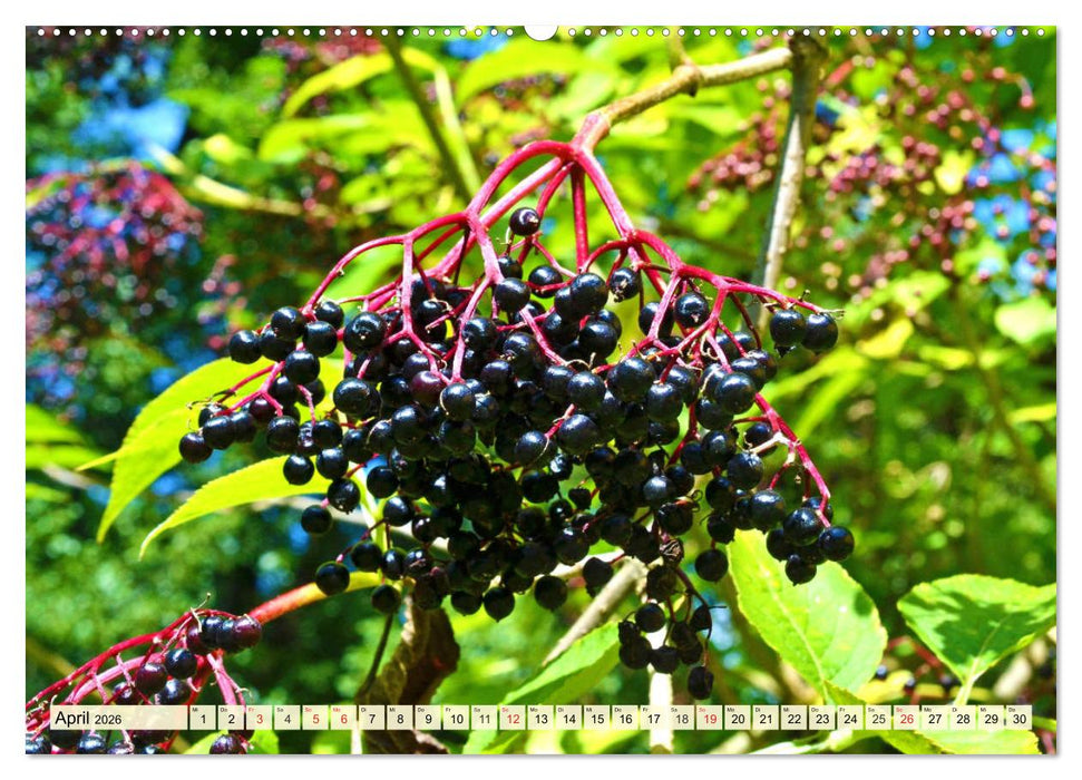Essbare Wildfrüchte. Aromatische Köstlichkeiten aus der Natur (CALVENDO Wandkalender 2026)