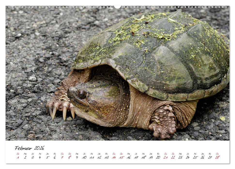 USA Ostküste Ein Road Trip (CALVENDO Premium Wandkalender 2026)