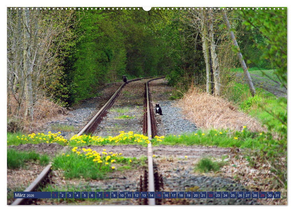 Schönes Ammerland (CALVENDO Premium Wandkalender 2026)