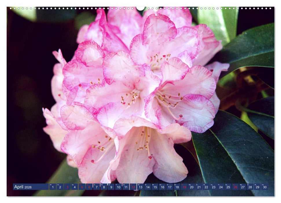 Schönes Ammerland (CALVENDO Premium Wandkalender 2026)