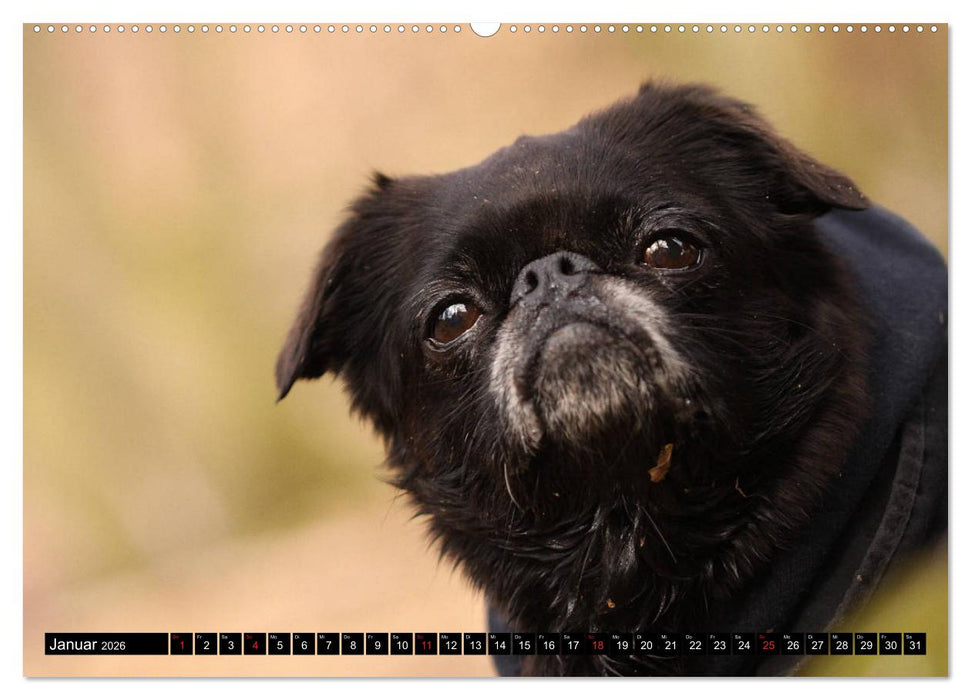 Zwerggriffons 2026 (CALVENDO Premium Wandkalender 2026)