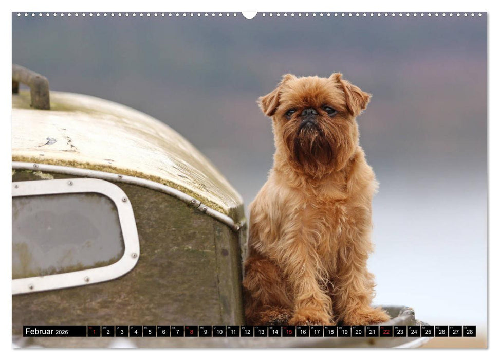 Zwerggriffons 2026 (CALVENDO Premium Wandkalender 2026)