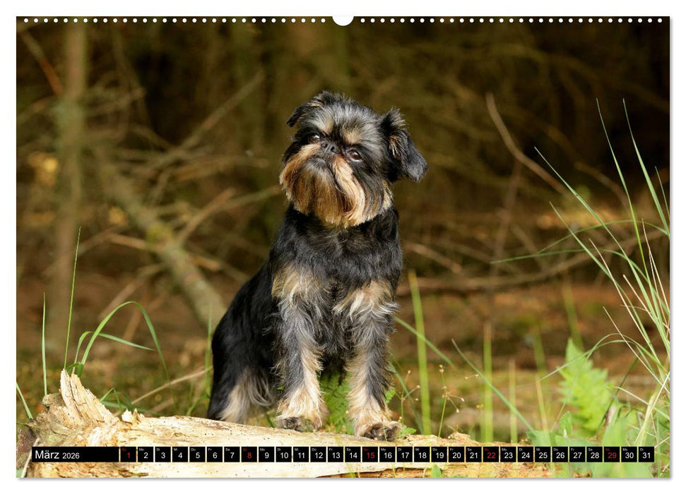 Zwerggriffons 2026 (CALVENDO Premium Wandkalender 2026)