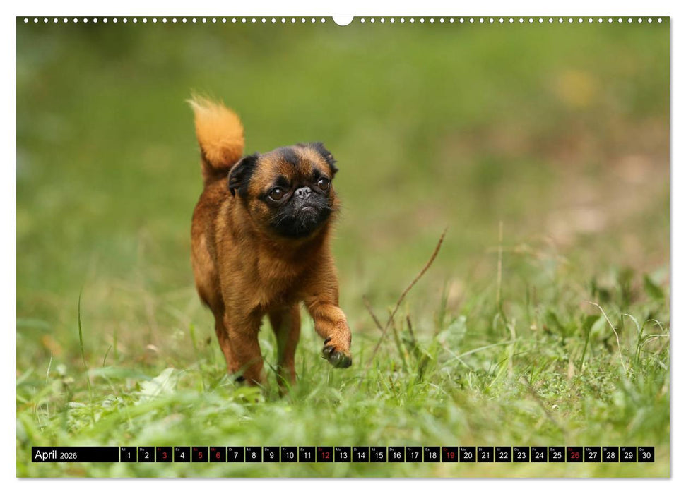 Zwerggriffons 2026 (CALVENDO Premium Wandkalender 2026)