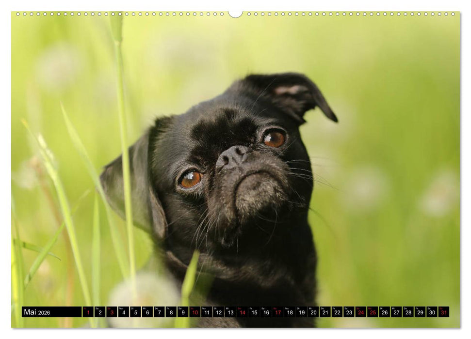 Zwerggriffons 2026 (CALVENDO Premium Wandkalender 2026)