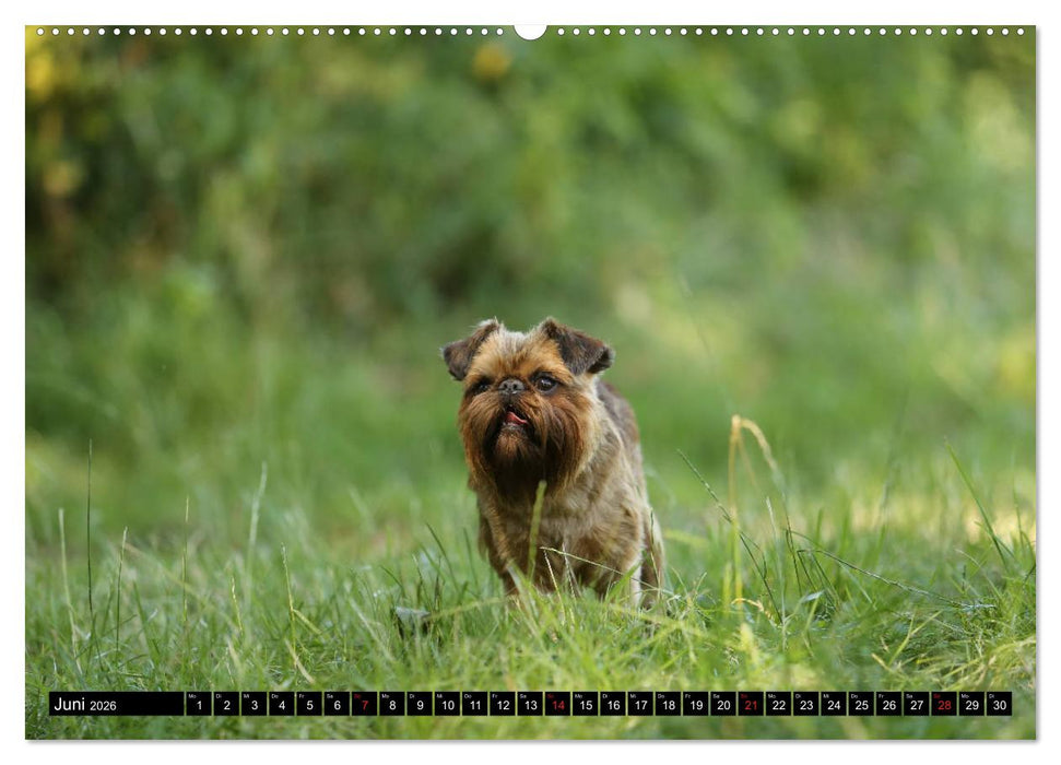 Zwerggriffons 2026 (CALVENDO Premium Wandkalender 2026)