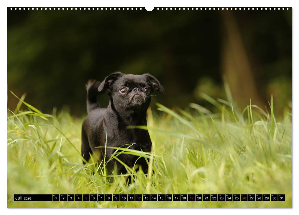 Zwerggriffons 2026 (CALVENDO Premium Wandkalender 2026)