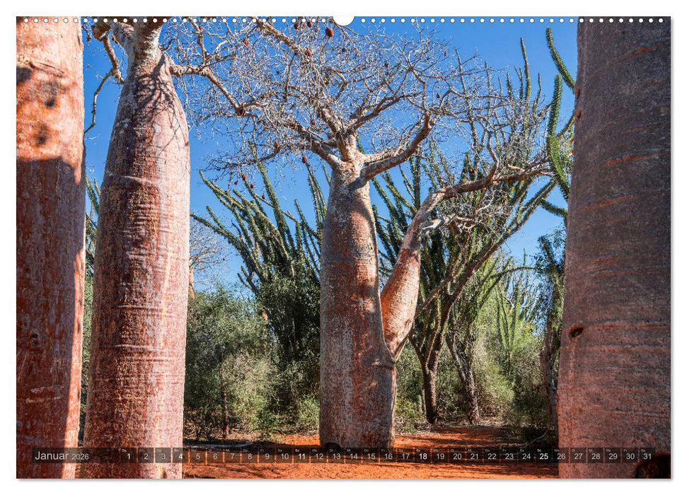 Zauberwald Ifaty · Traumhafte Baobabs in Madagaskar (CALVENDO Premium Wandkalender 2026)