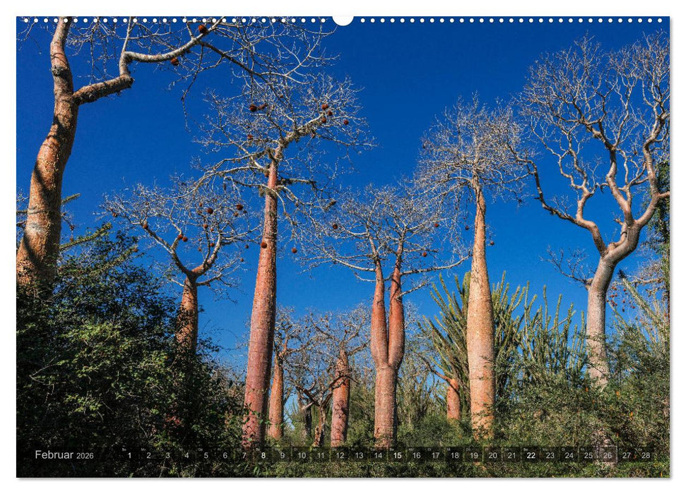 Zauberwald Ifaty · Traumhafte Baobabs in Madagaskar (CALVENDO Premium Wandkalender 2026)