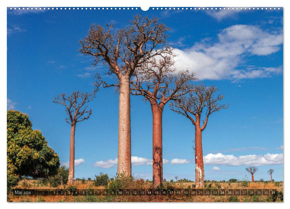 Zauberwald Ifaty · Traumhafte Baobabs in Madagaskar (CALVENDO Premium Wandkalender 2026)