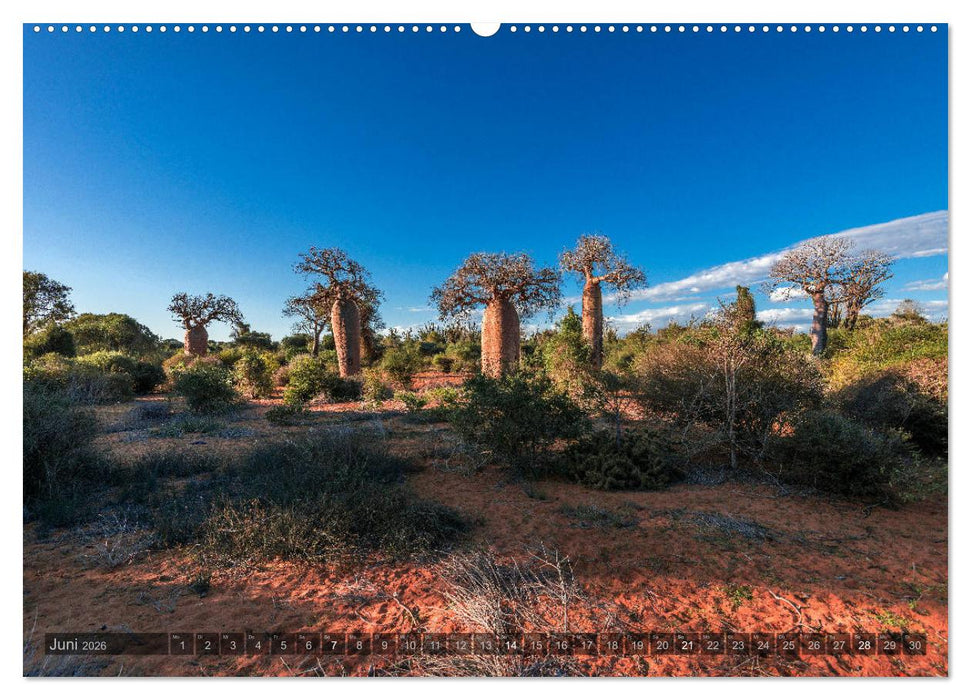 Zauberwald Ifaty · Traumhafte Baobabs in Madagaskar (CALVENDO Premium Wandkalender 2026)