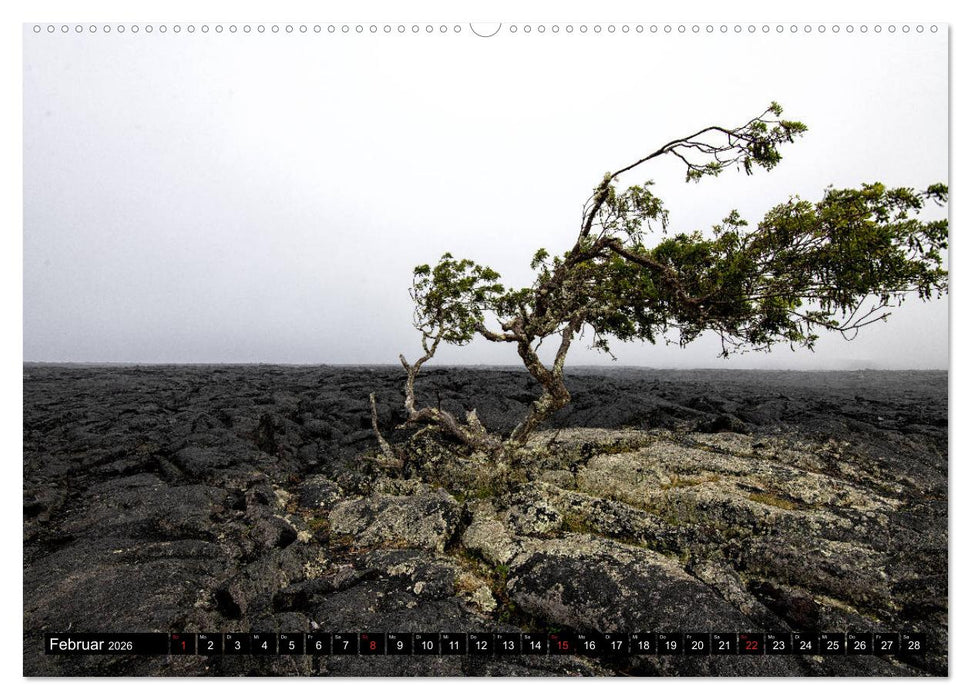 Bäume in der Welt (CALVENDO Premium Wandkalender 2026)