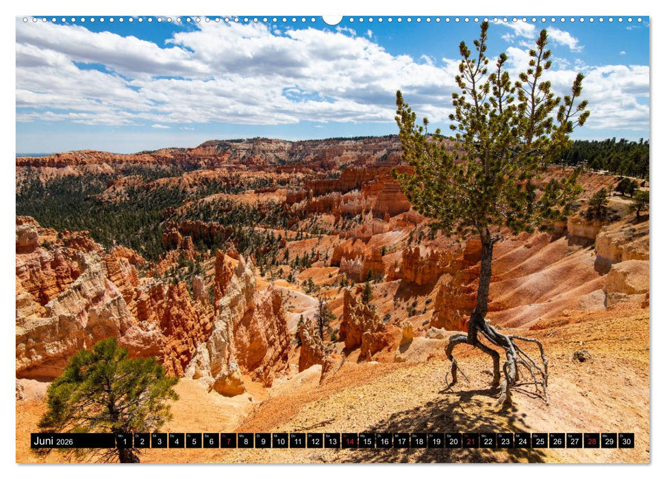 Bäume in der Welt (CALVENDO Premium Wandkalender 2026)