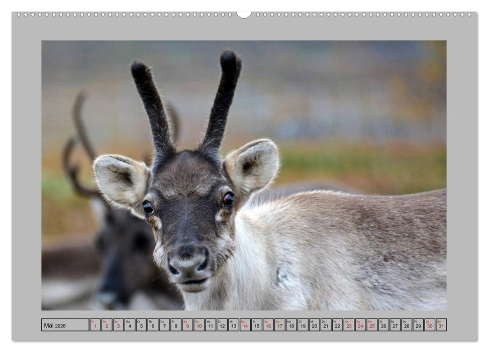 Rentiere im Hohen Norden (CALVENDO Premium Wandkalender 2026)