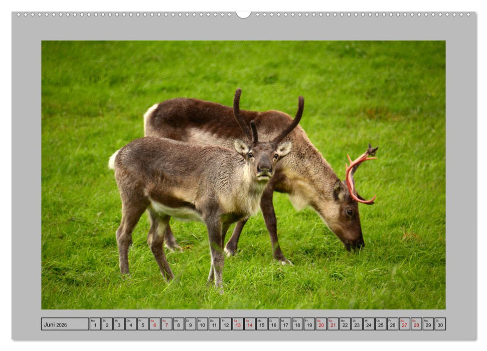Rentiere im Hohen Norden (CALVENDO Premium Wandkalender 2026)