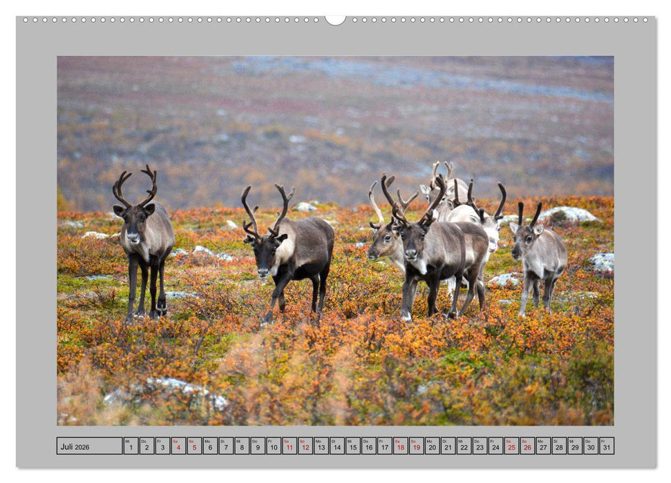 Rentiere im Hohen Norden (CALVENDO Premium Wandkalender 2026)