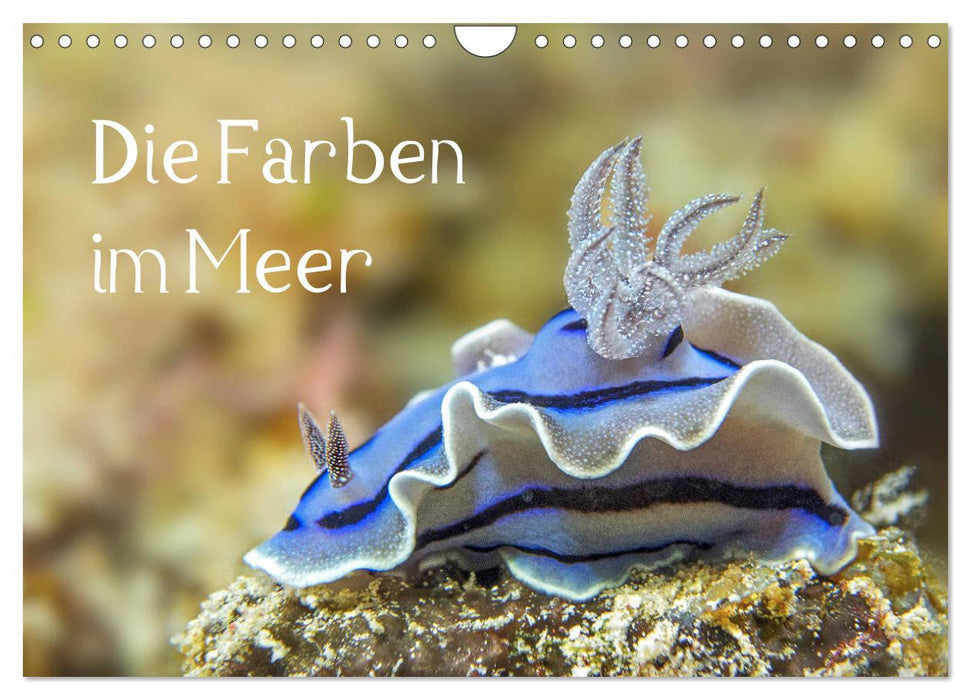 Die Farben im Meer (CALVENDO Wandkalender 2026)