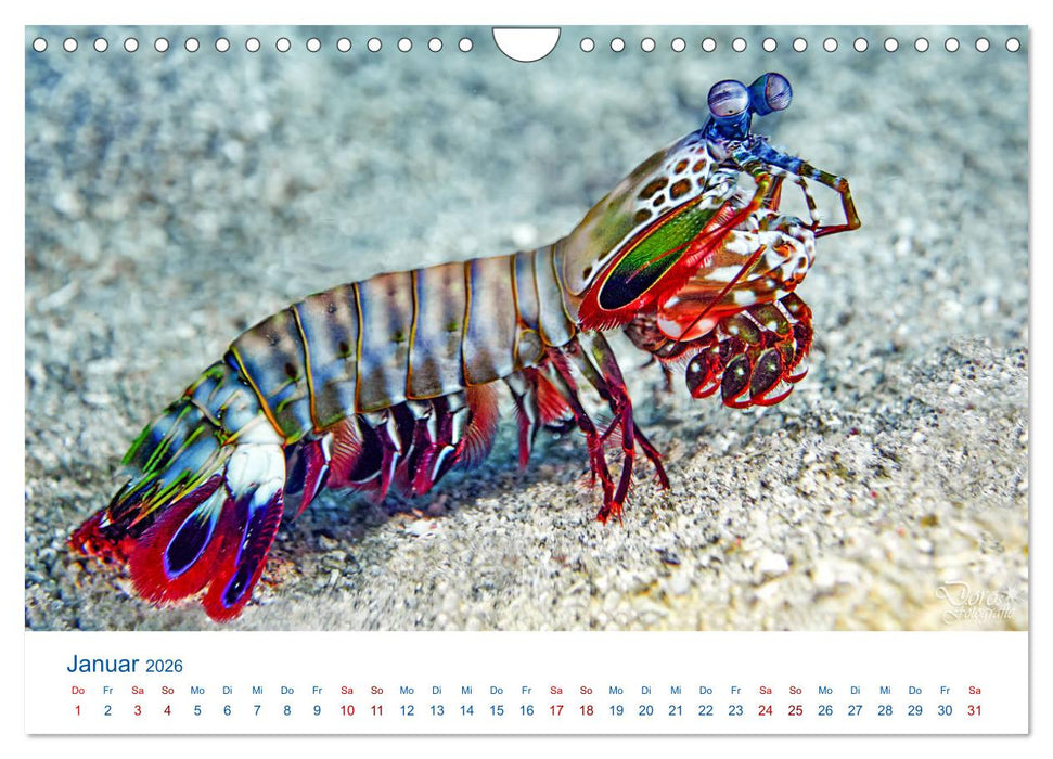 Die Farben im Meer (CALVENDO Wandkalender 2026)