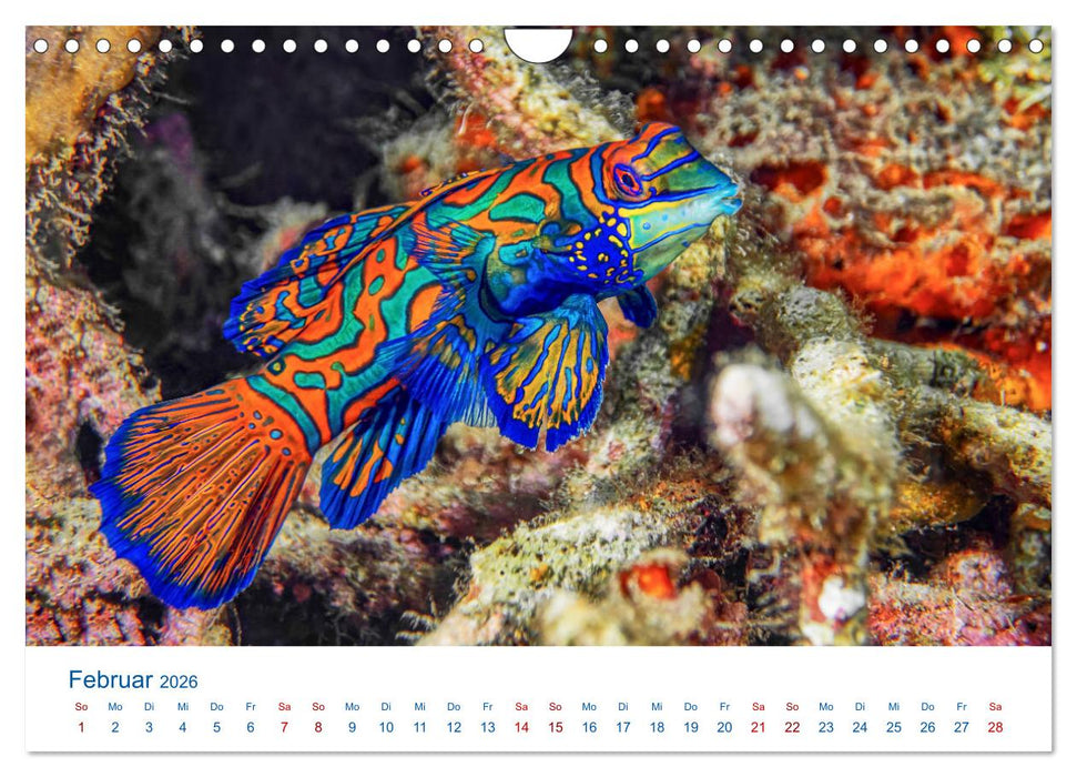 Die Farben im Meer (CALVENDO Wandkalender 2026)