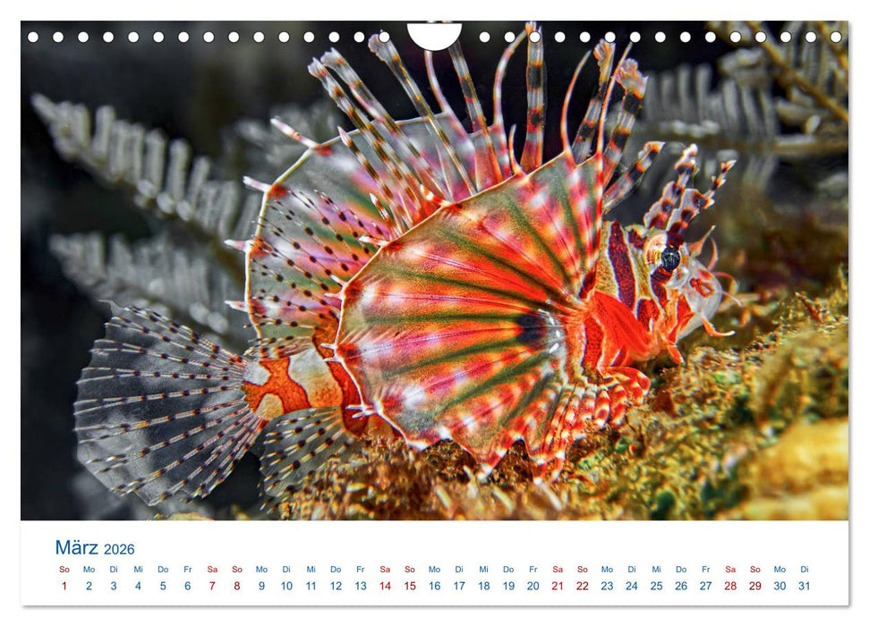 Die Farben im Meer (CALVENDO Wandkalender 2026)