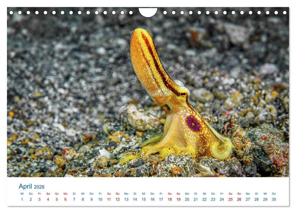 Die Farben im Meer (CALVENDO Wandkalender 2026)