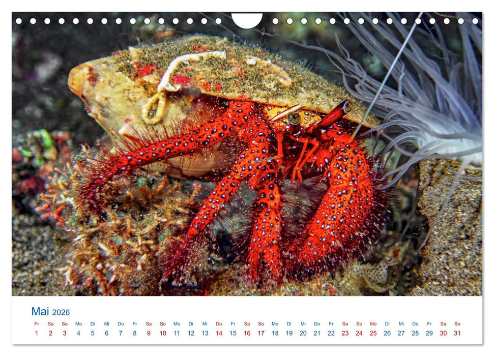 Die Farben im Meer (CALVENDO Wandkalender 2026)