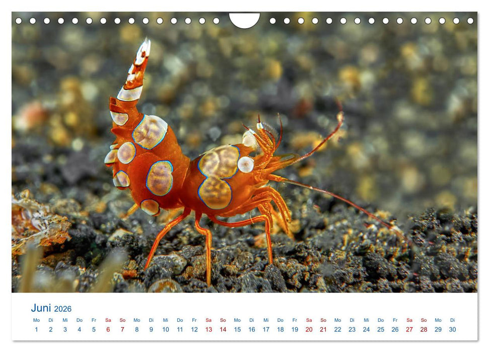 Die Farben im Meer (CALVENDO Wandkalender 2026)