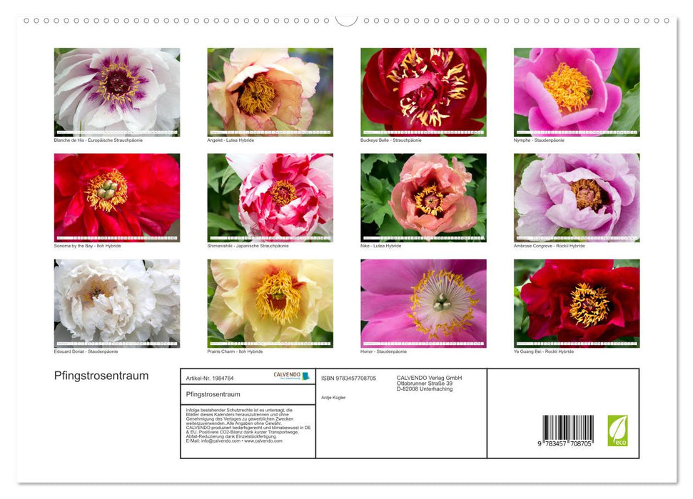 Pfingstrosentraum (CALVENDO Premium Wandkalender 2026)