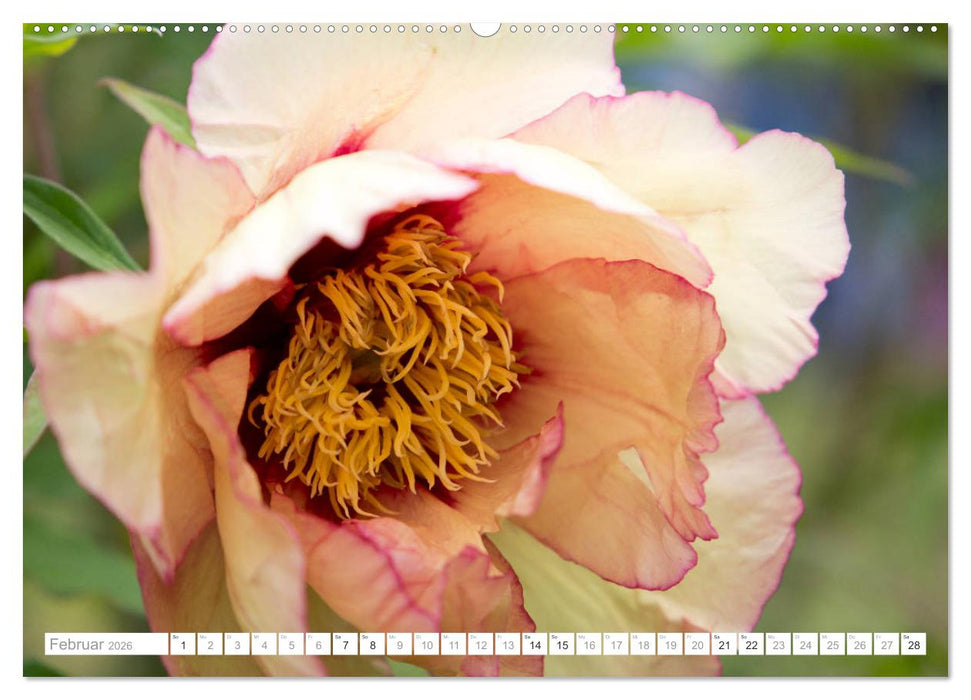 Pfingstrosentraum (CALVENDO Premium Wandkalender 2026)