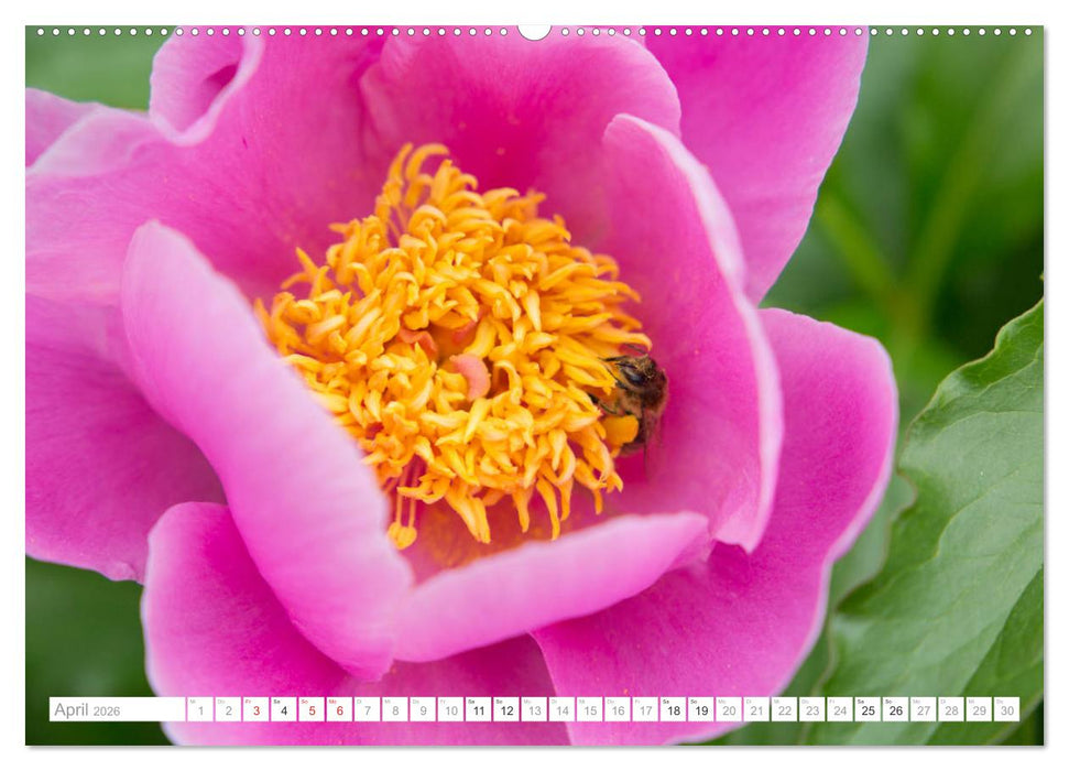 Pfingstrosentraum (CALVENDO Premium Wandkalender 2026)