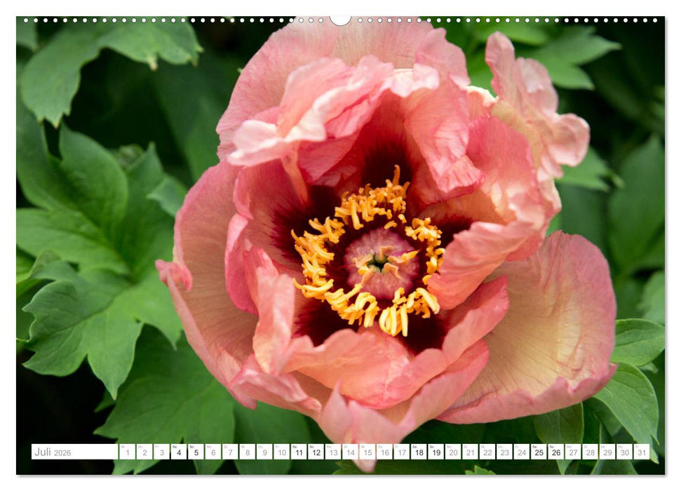 Pfingstrosentraum (CALVENDO Premium Wandkalender 2026)
