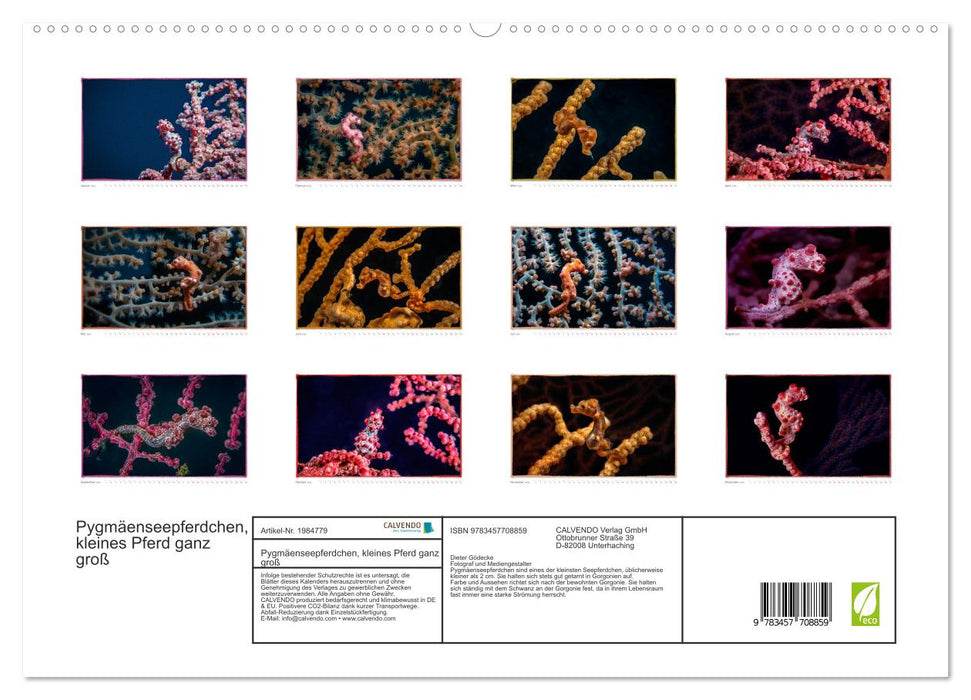 Pygmäenseepferdchen, kleines Pferd ganz groß (CALVENDO Premium Wandkalender 2026)