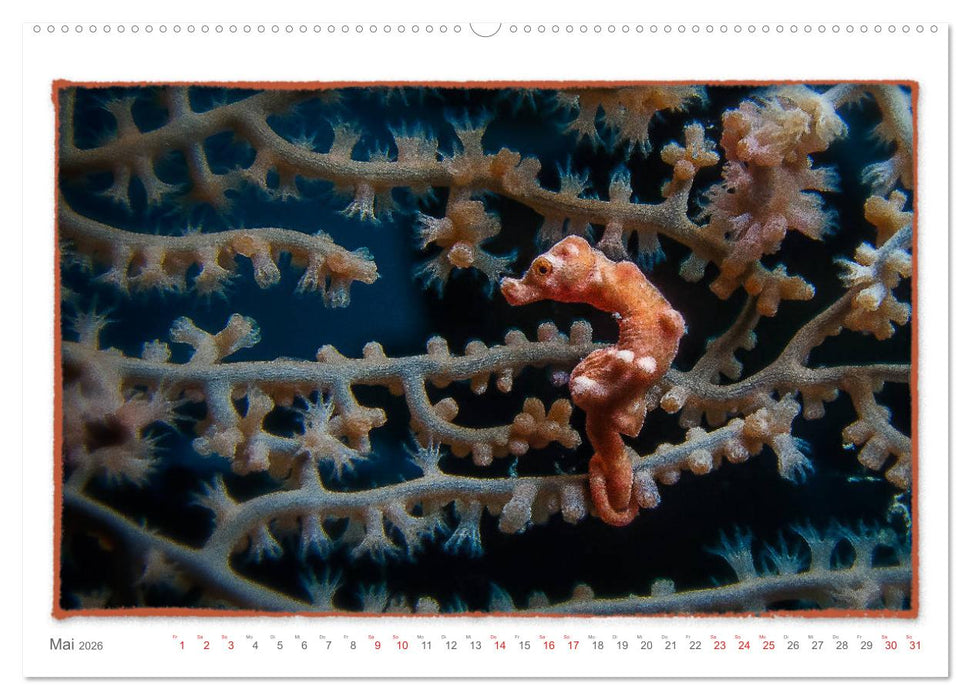 Pygmäenseepferdchen, kleines Pferd ganz groß (CALVENDO Premium Wandkalender 2026)