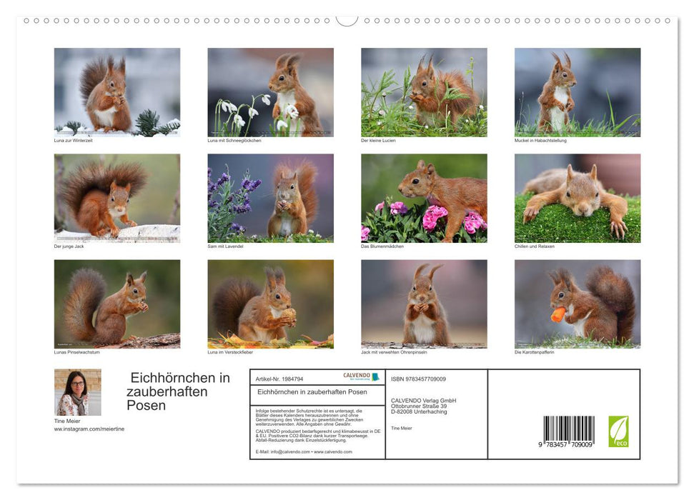 Eichhörnchen in zauberhaften Posen (CALVENDO Premium Wandkalender 2026)