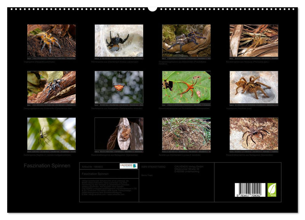Faszination Spinnen (CALVENDO Premium Wandkalender 2026)