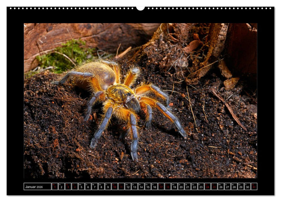 Faszination Spinnen (CALVENDO Premium Wandkalender 2026)