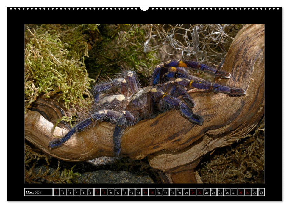 Faszination Spinnen (CALVENDO Premium Wandkalender 2026)