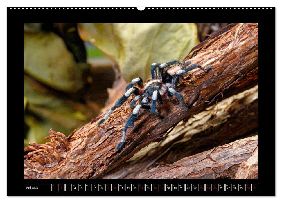 Faszination Spinnen (CALVENDO Premium Wandkalender 2026)
