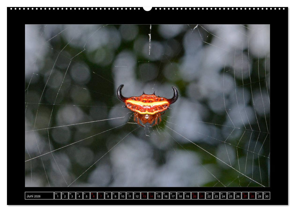 Faszination Spinnen (CALVENDO Premium Wandkalender 2026)