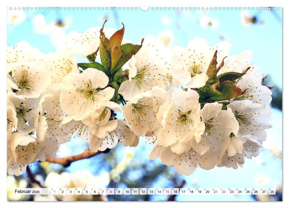 Kirschen. Wer kann da schon widerstehen? (CALVENDO Wandkalender 2026)