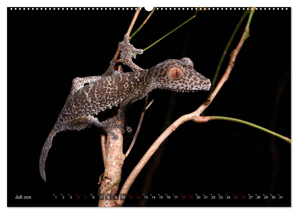 Reptilien auf Madagaskar (CALVENDO Premium Wandkalender 2026)