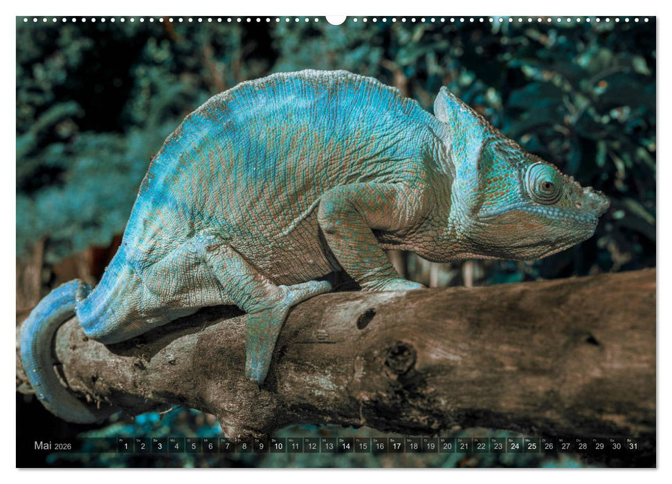 Tierisches Madagaskar (CALVENDO Premium Wandkalender 2026)