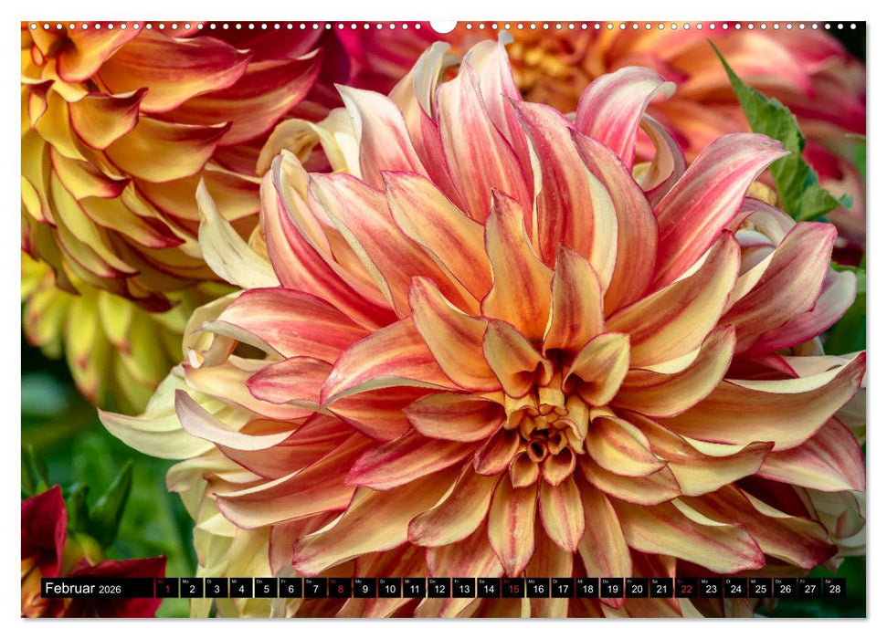 Dahlien - Blumenwunder der Natur (CALVENDO Premium Wandkalender 2026)
