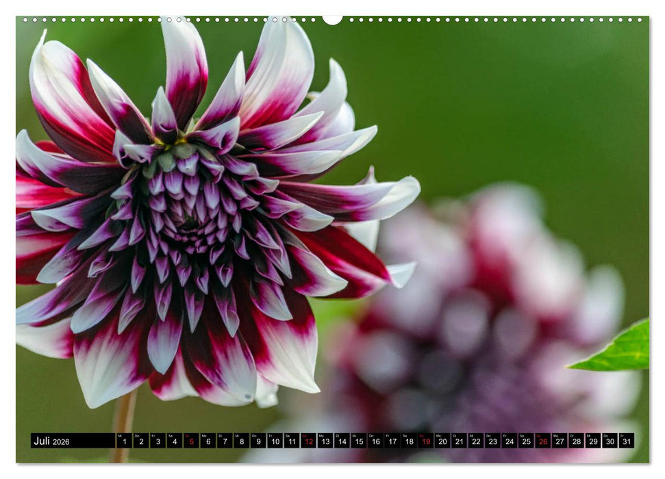 Dahlien - Blumenwunder der Natur (CALVENDO Premium Wandkalender 2026)
